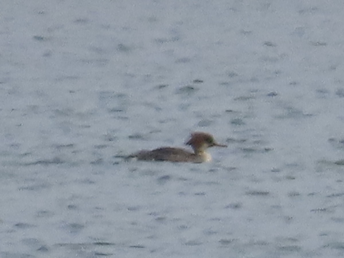 Red-breasted Merganser - Amy Burlingame