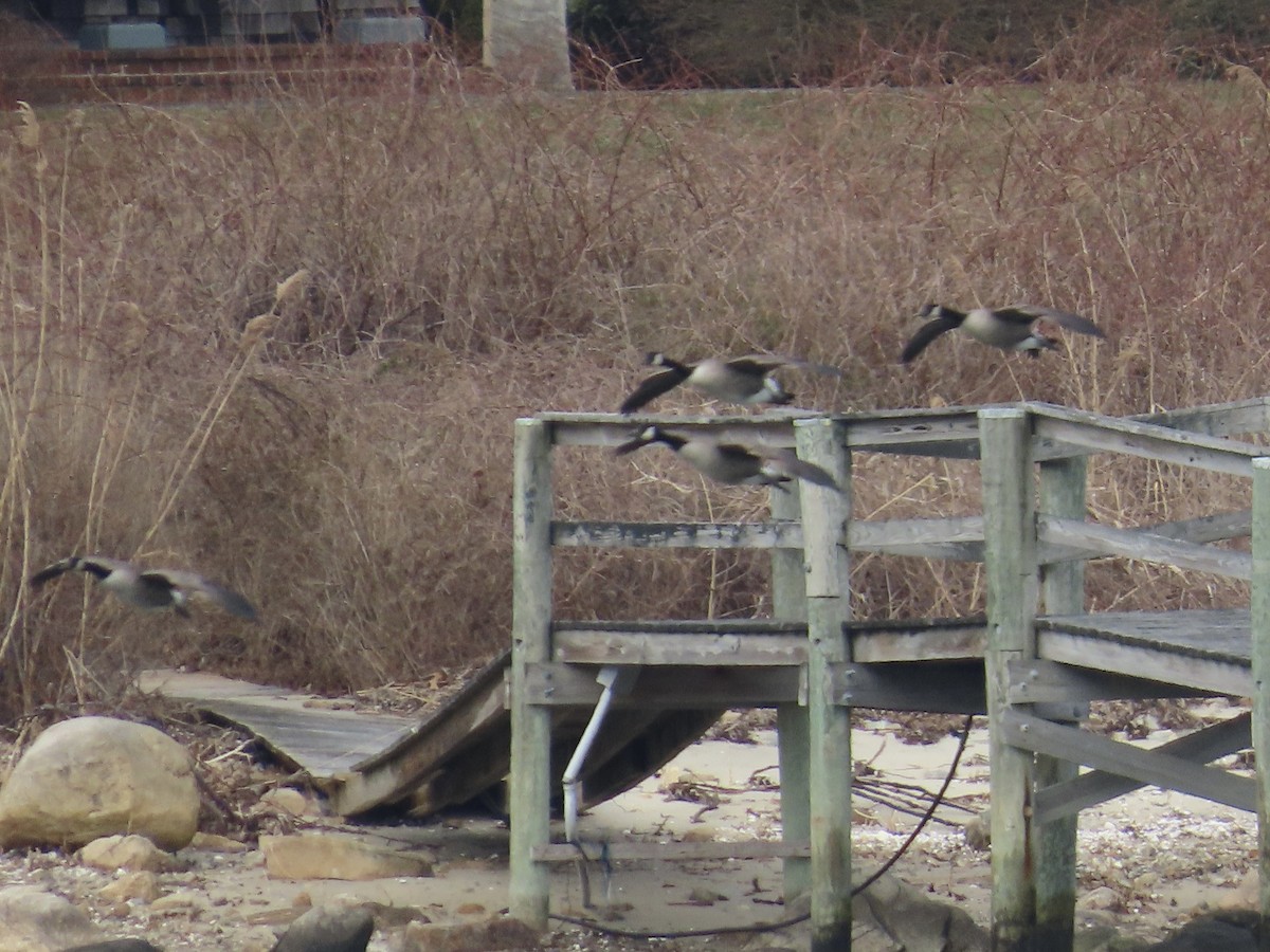 Canada Goose - Amy Burlingame