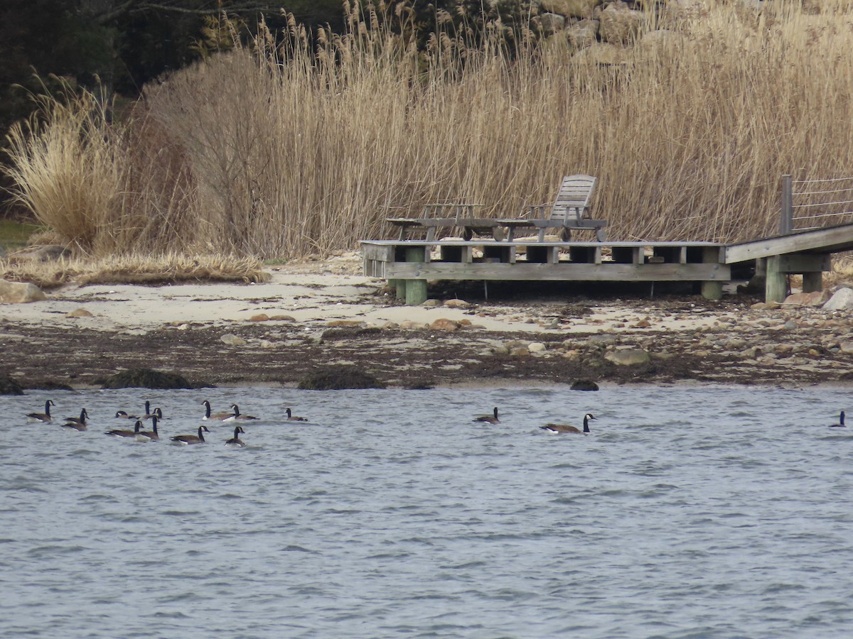 Canada Goose - Amy Burlingame