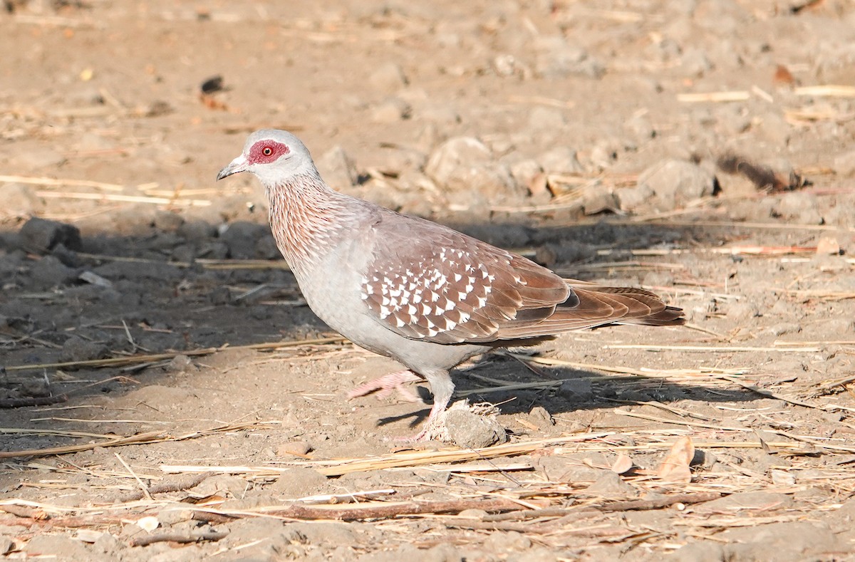 Speckled Pigeon - ML615656639