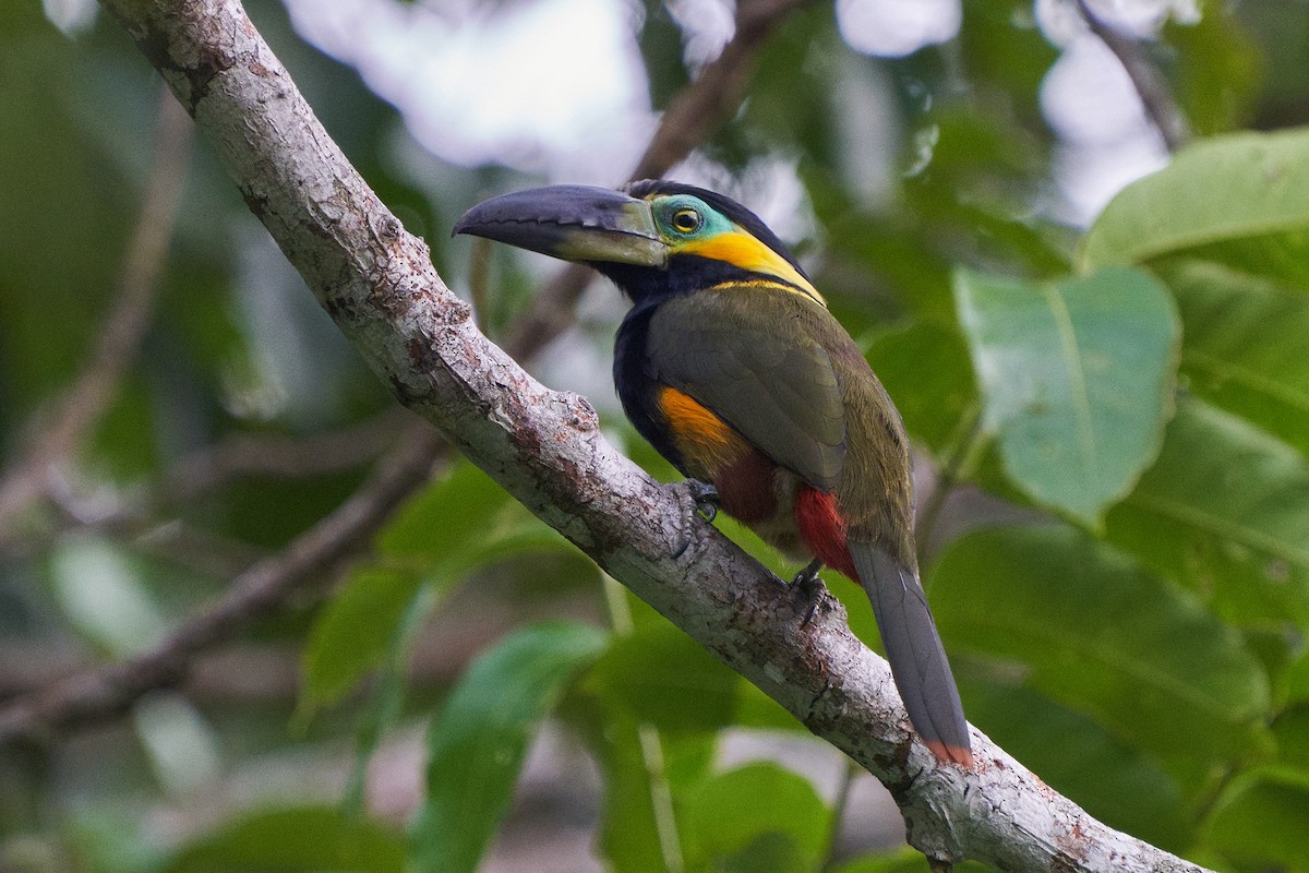 Golden-collared Toucanet - ML615656642