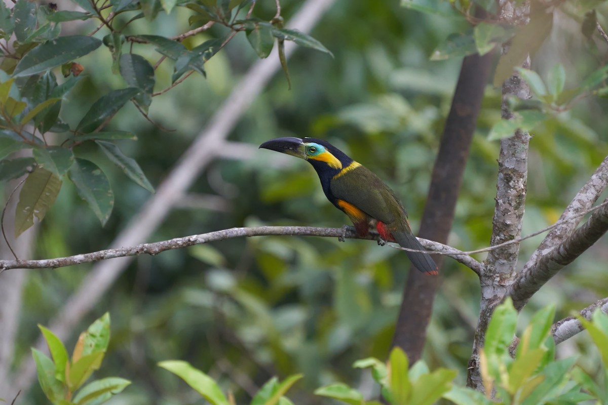 Golden-collared Toucanet - ML615656643