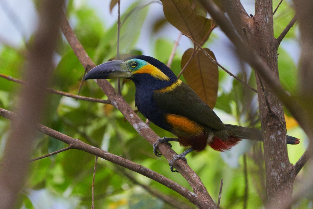 Golden-collared Toucanet - ML615656645