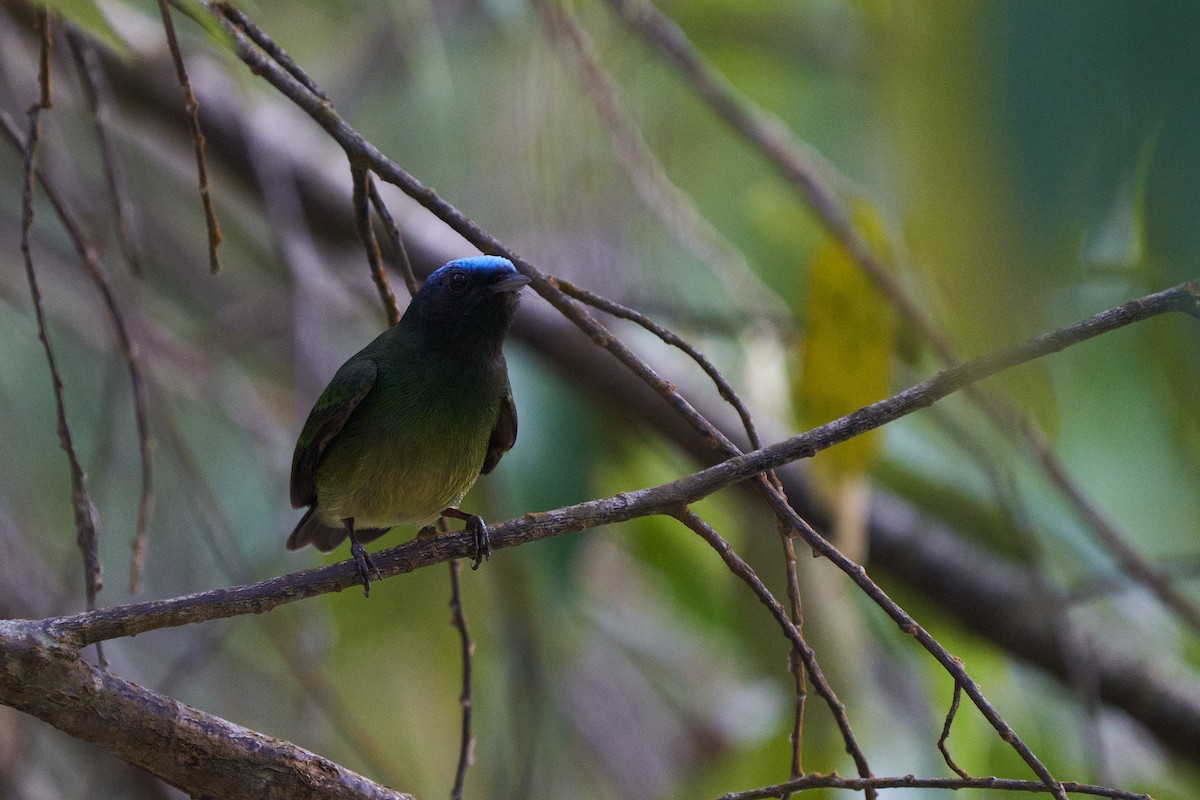 Manakin à tête bleue - ML615656651