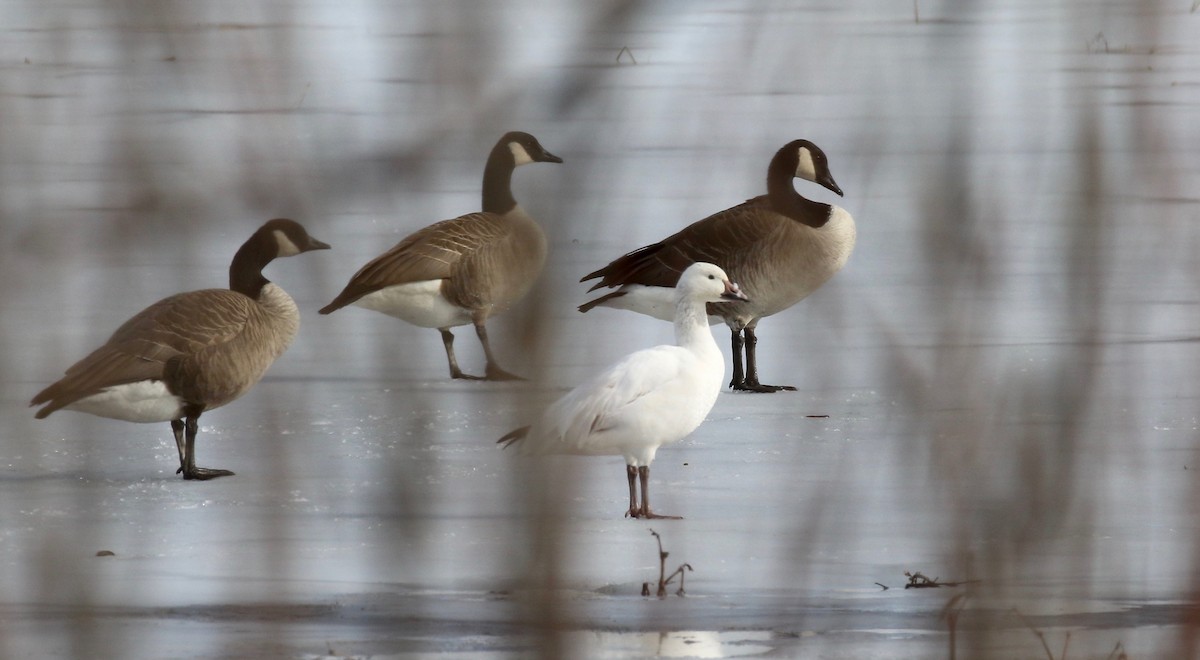 Snow Goose - ML615656685