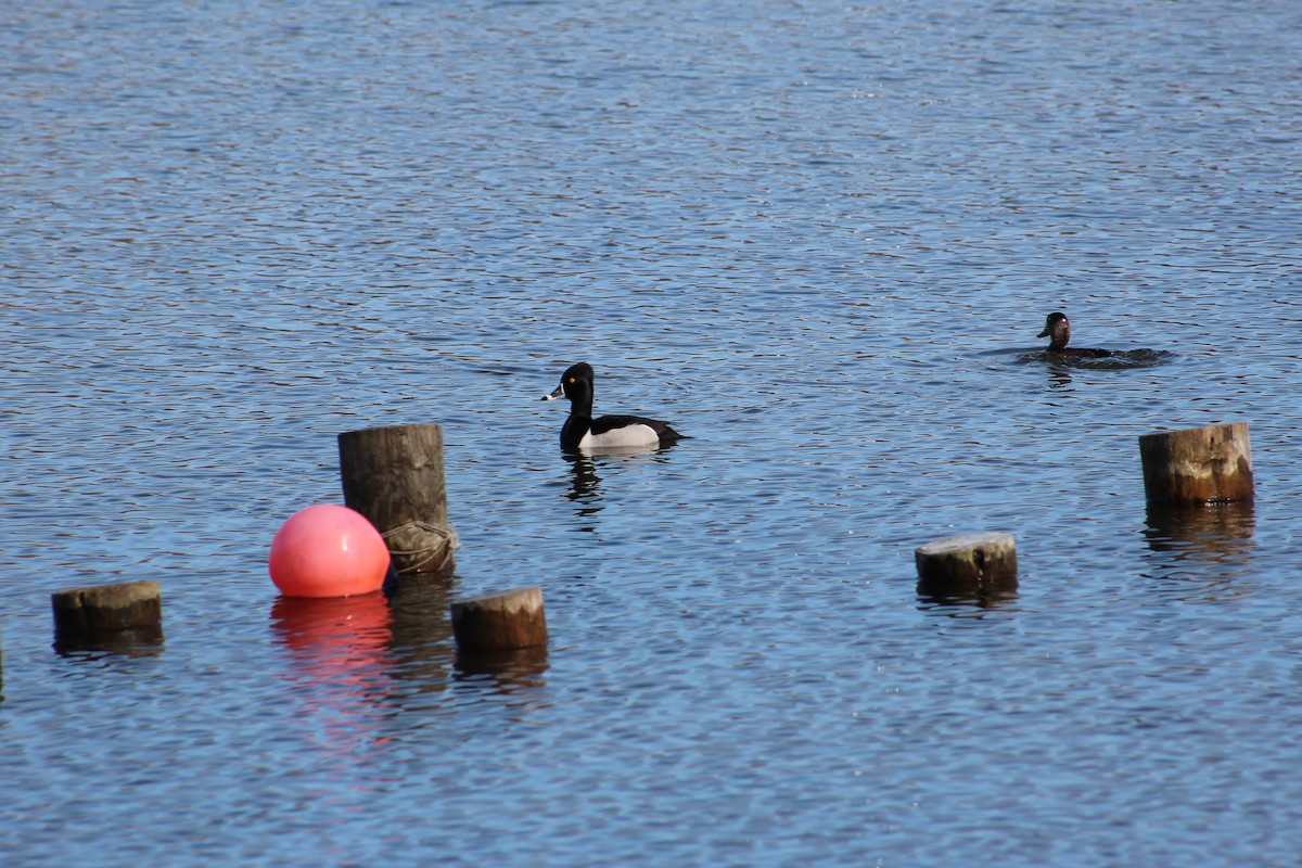 Ring-necked Duck - Rebecca Woodings