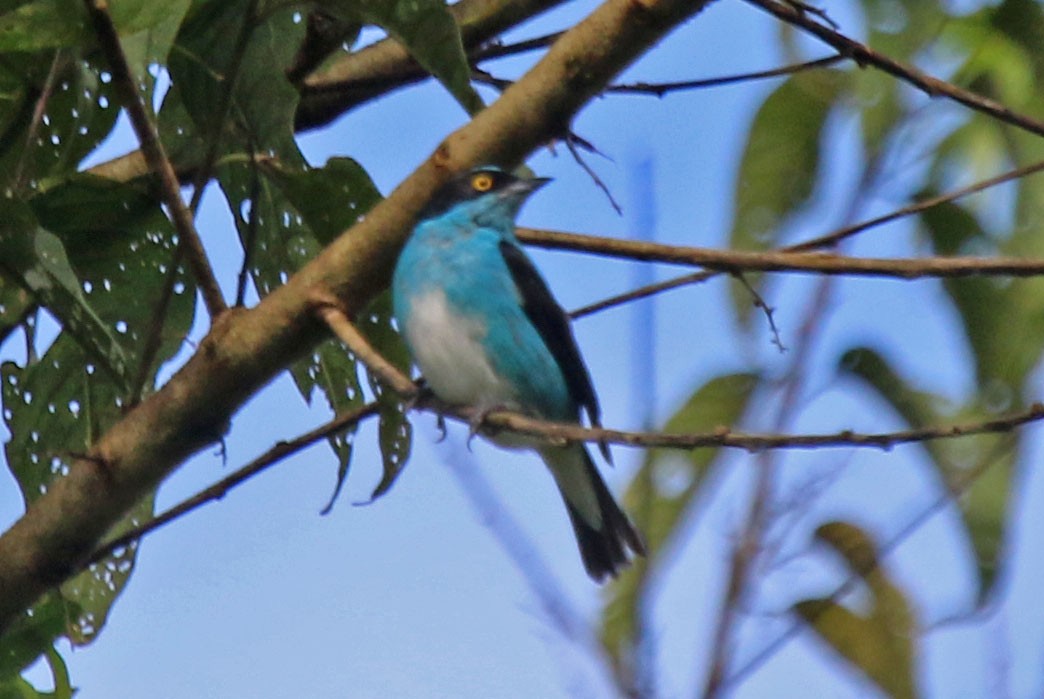 Black-faced Dacnis - ML615656824