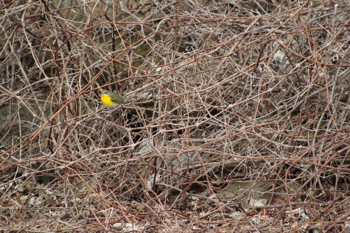Yellow-breasted Chat - ML615656828
