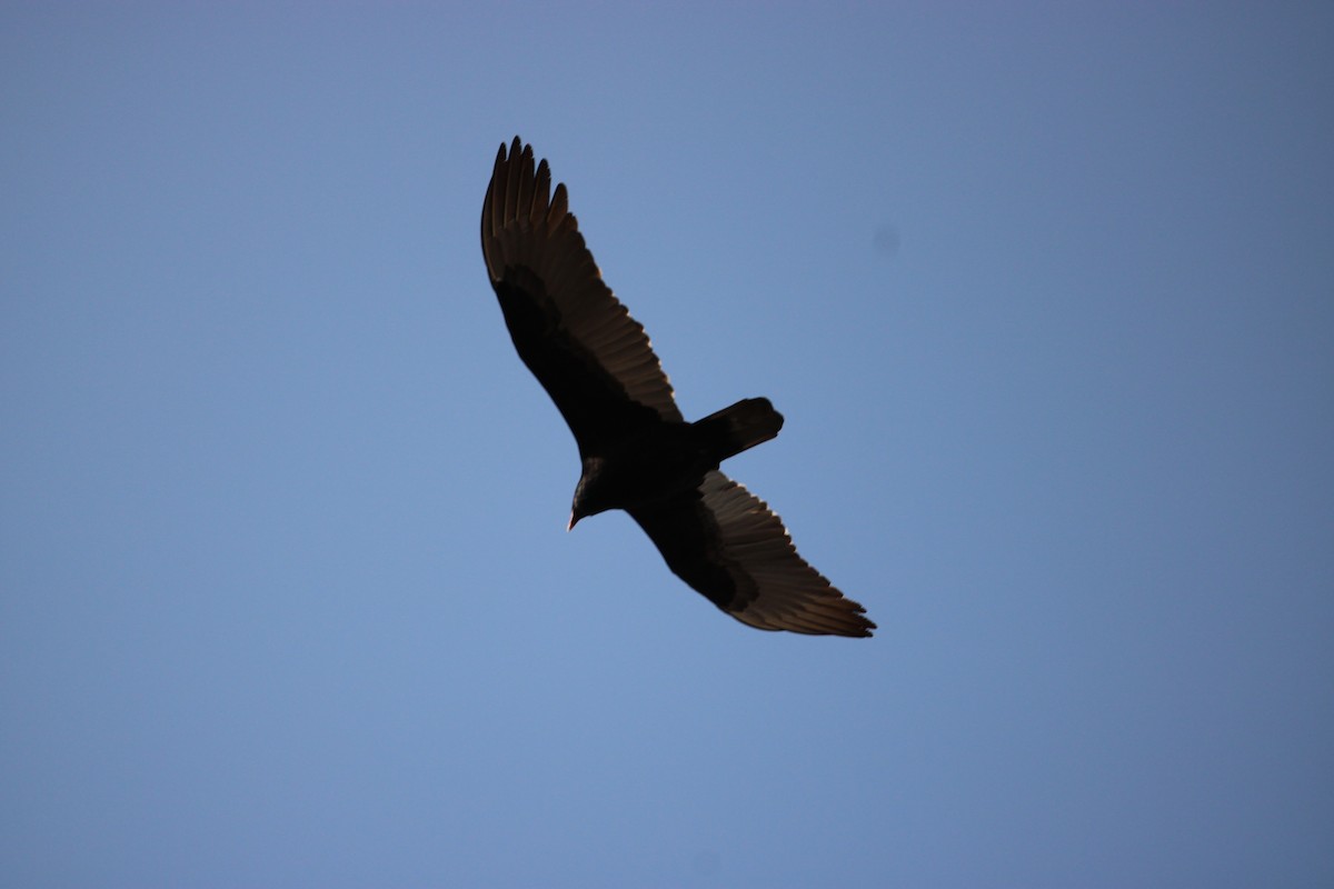 Turkey Vulture - ML615656840