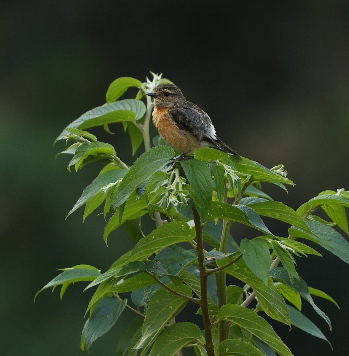 African Stonechat (African) - ML615656864