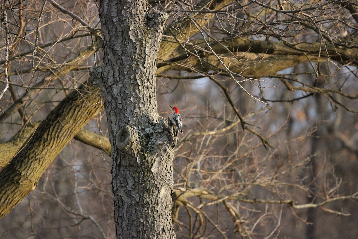 Red-bellied Woodpecker - ML615656878