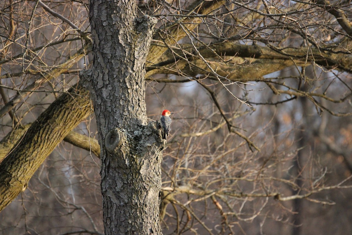 Red-bellied Woodpecker - ML615656879