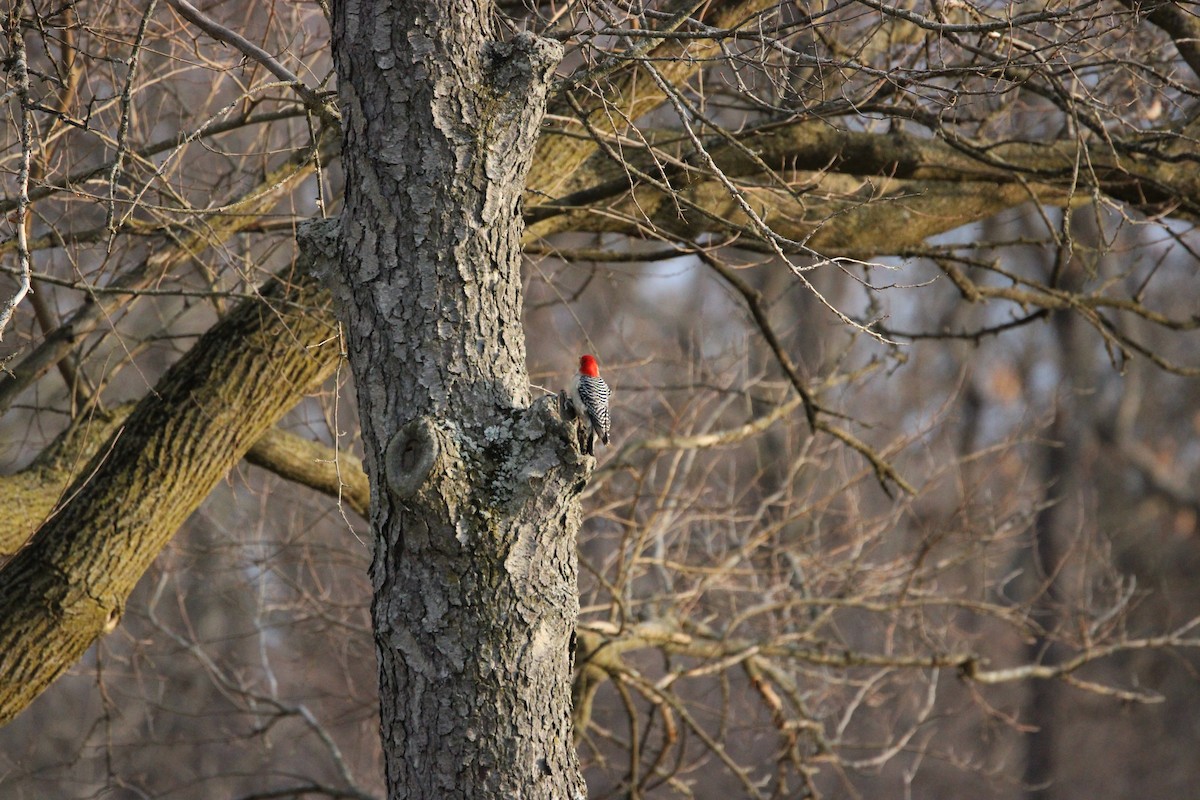 Red-bellied Woodpecker - ML615656880