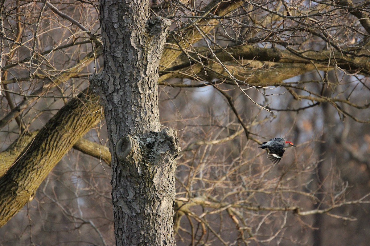 Red-bellied Woodpecker - ML615656881
