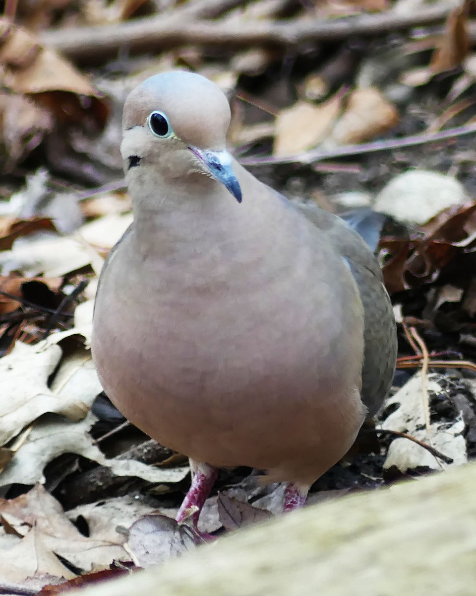 Mourning Dove - ML615656895