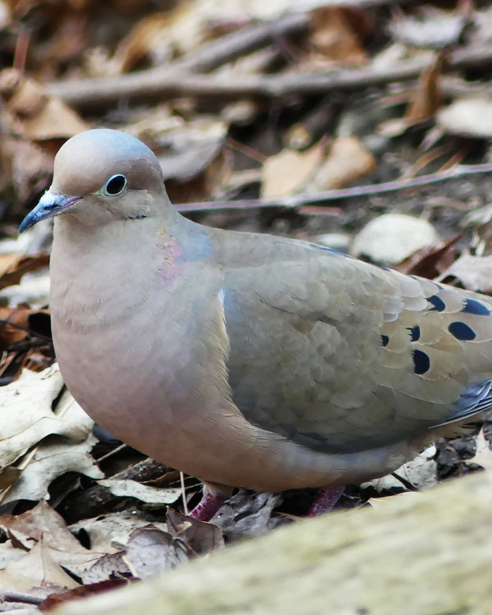 Mourning Dove - Allie Kleber