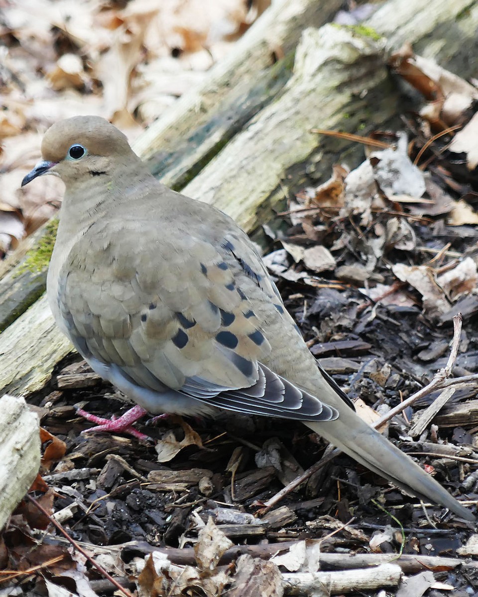 Mourning Dove - ML615656897