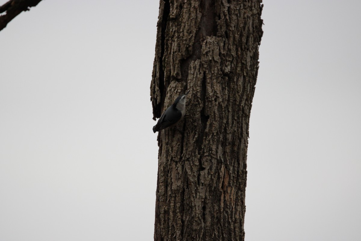 White-breasted Nuthatch - ML615656950