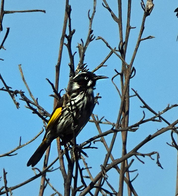 New Holland Honeyeater - ML615657038