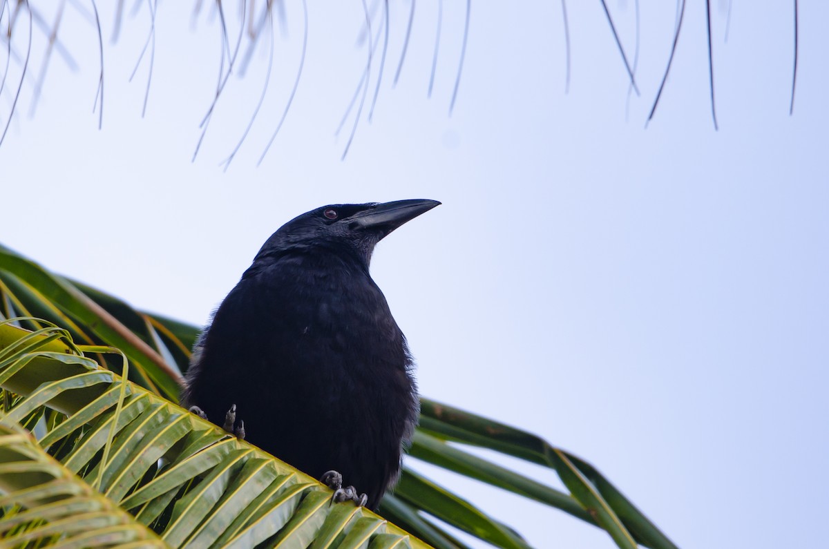 Cuban Crow - leonardo espinosa