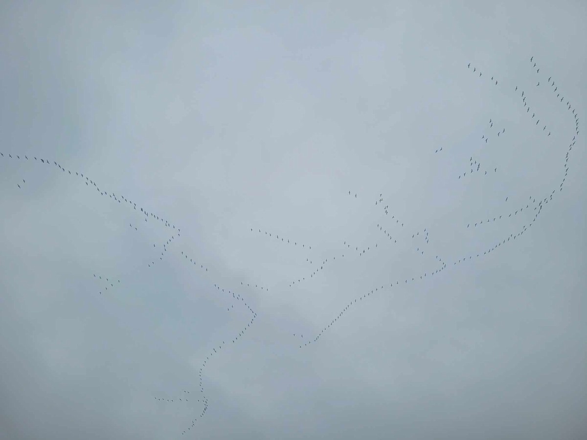 Цасны галуу - ML615657071