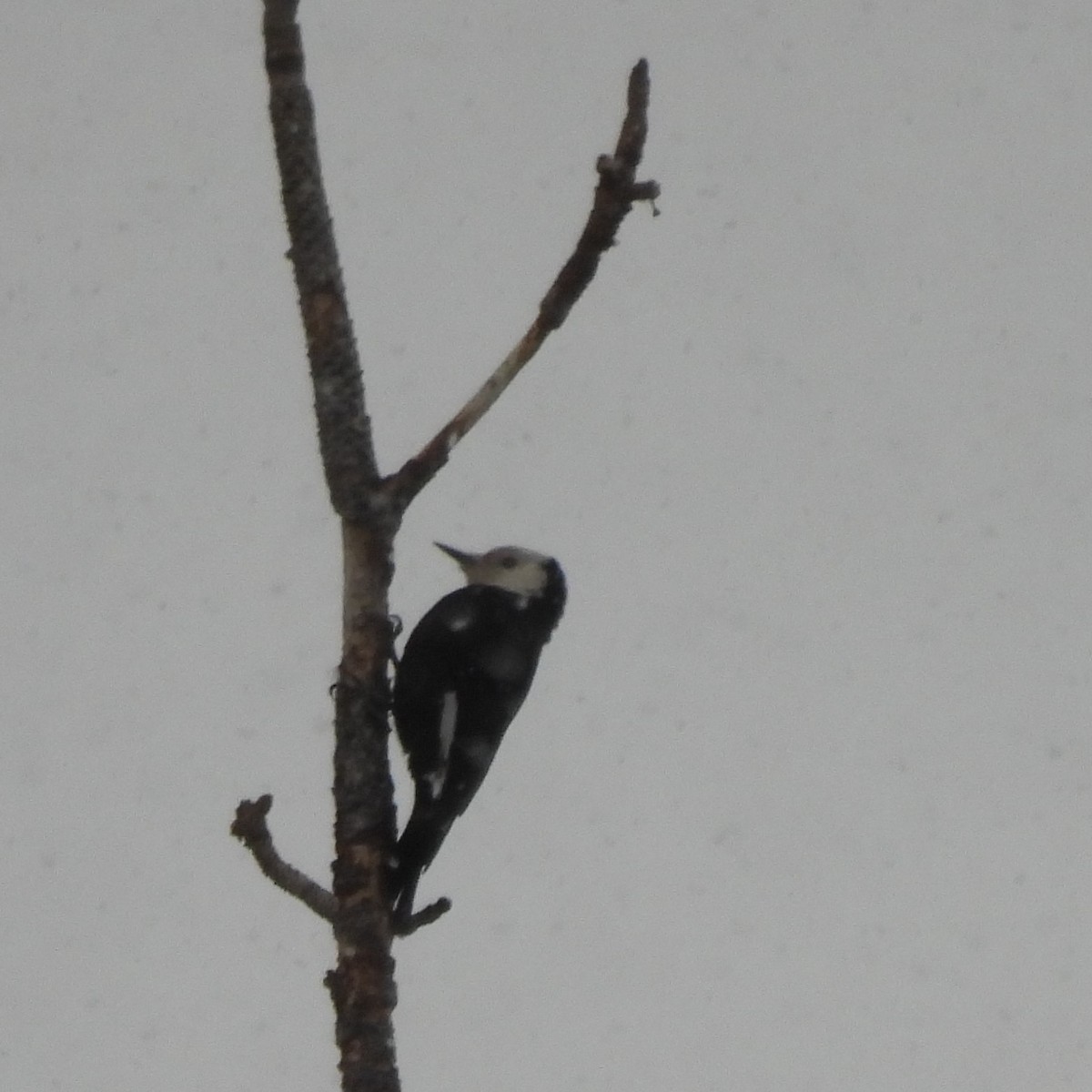 White-headed Woodpecker - ML615657120