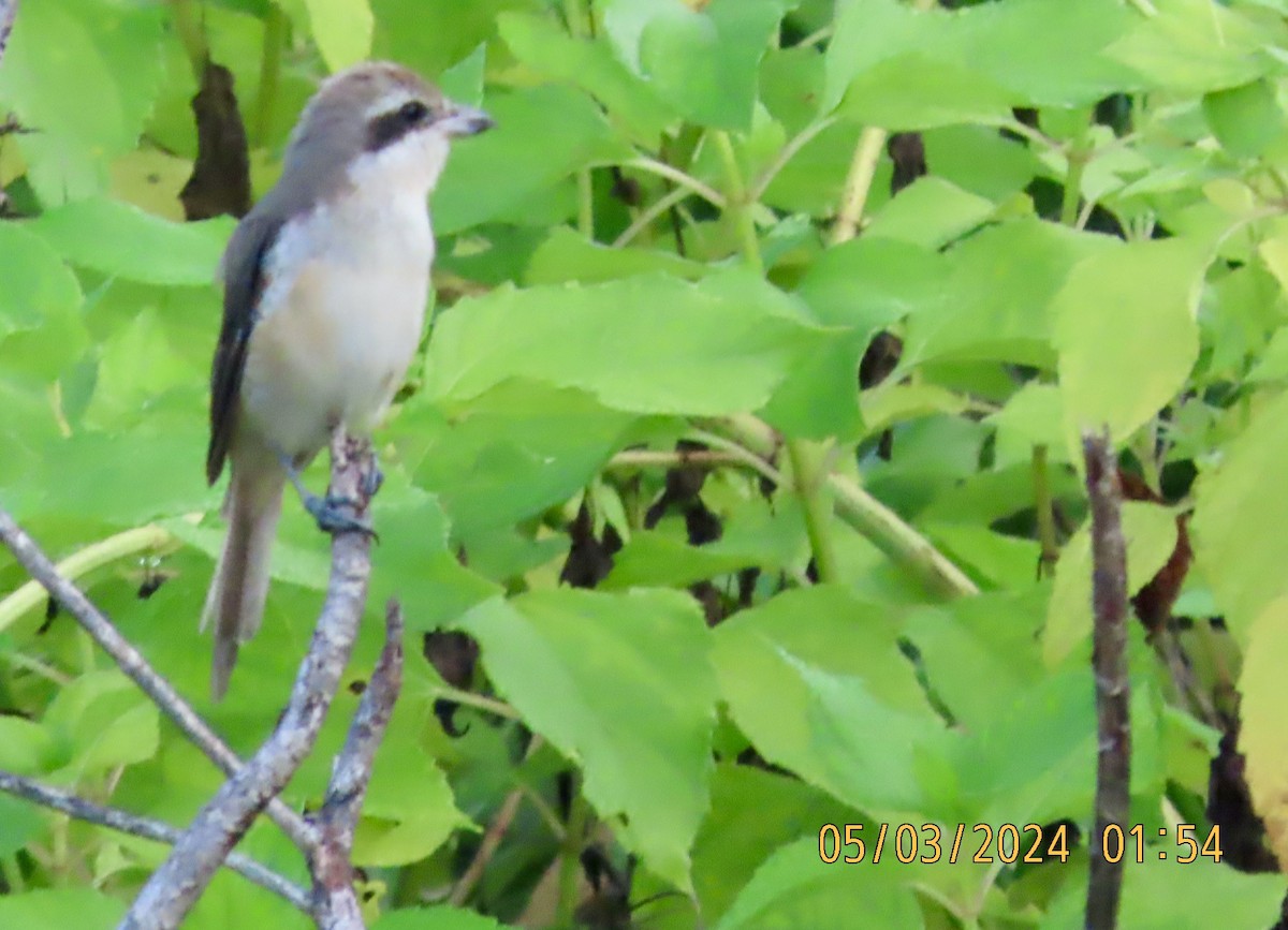 Brown Shrike - ML615657169