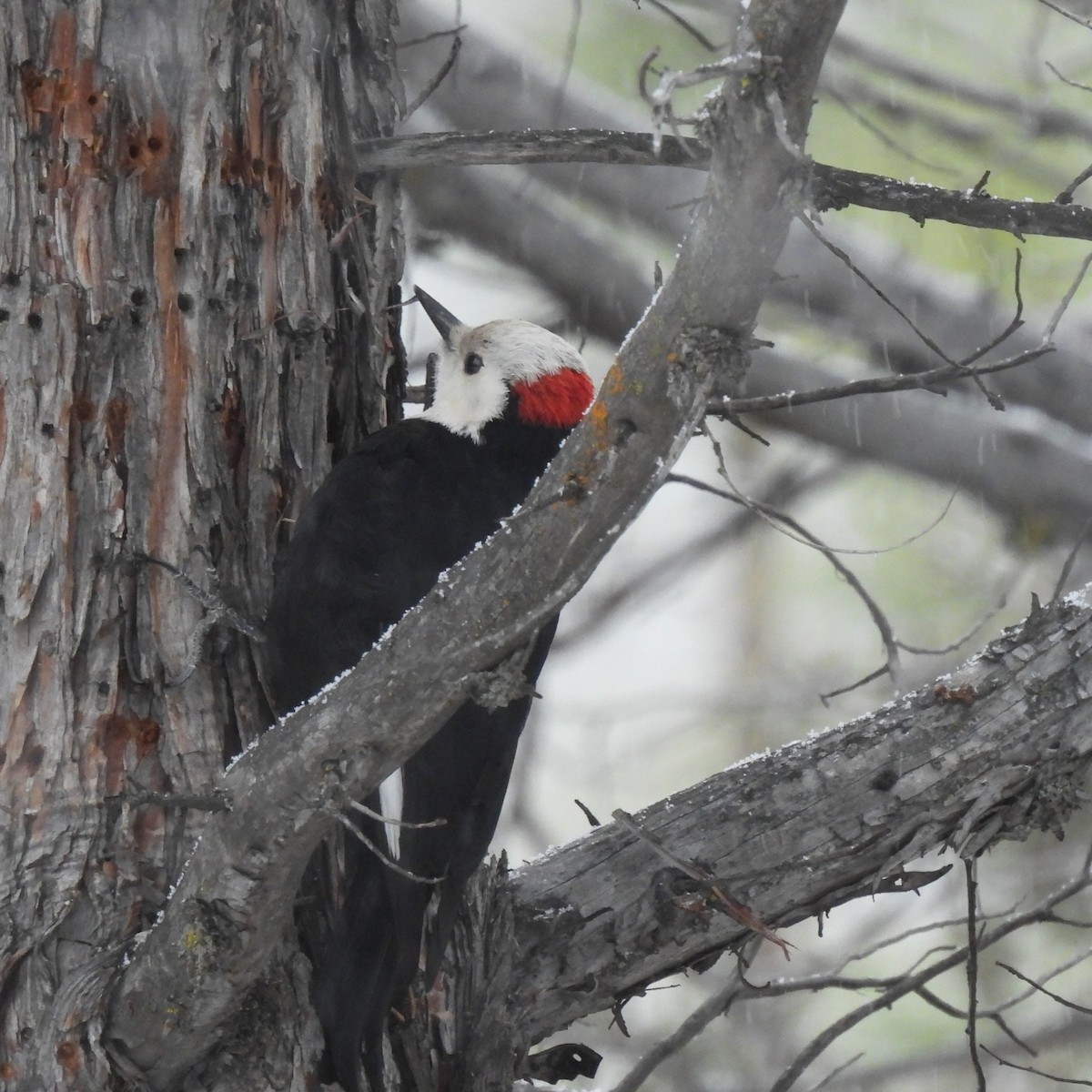 White-headed Woodpecker - ML615657184