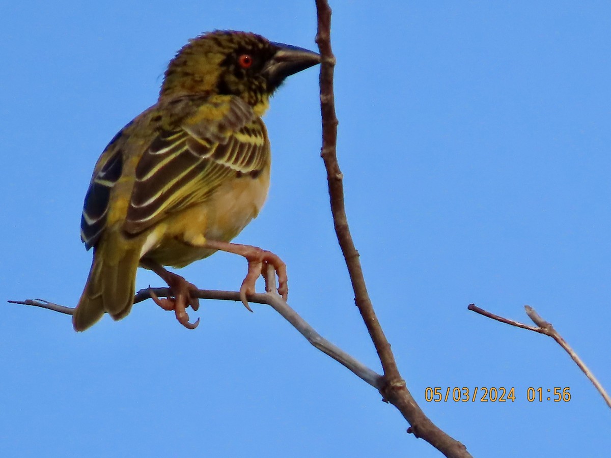 Village Weaver - ML615657201