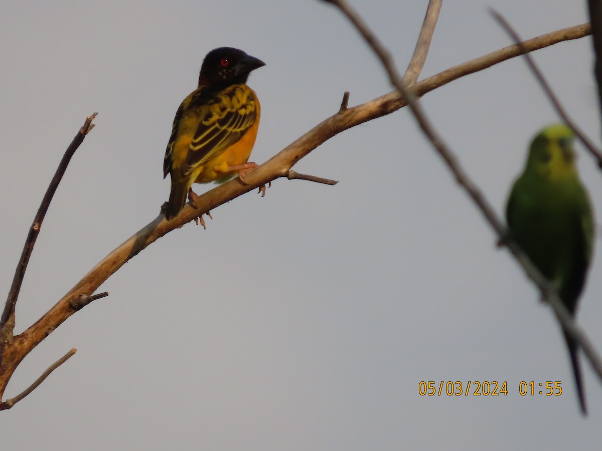 Village Weaver - ML615657204