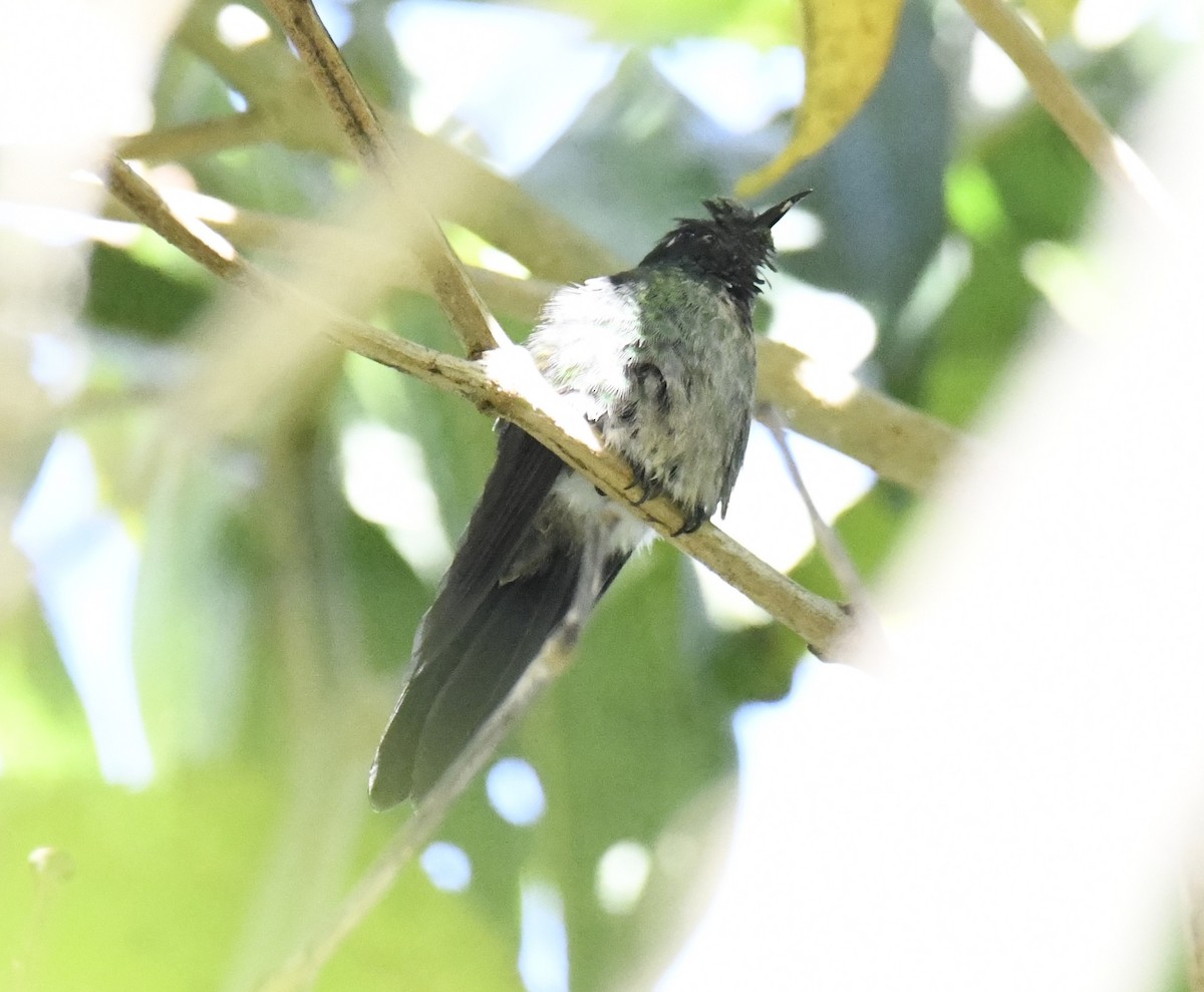 Colibrí Piquicorto Dorsinegro - ML615657220