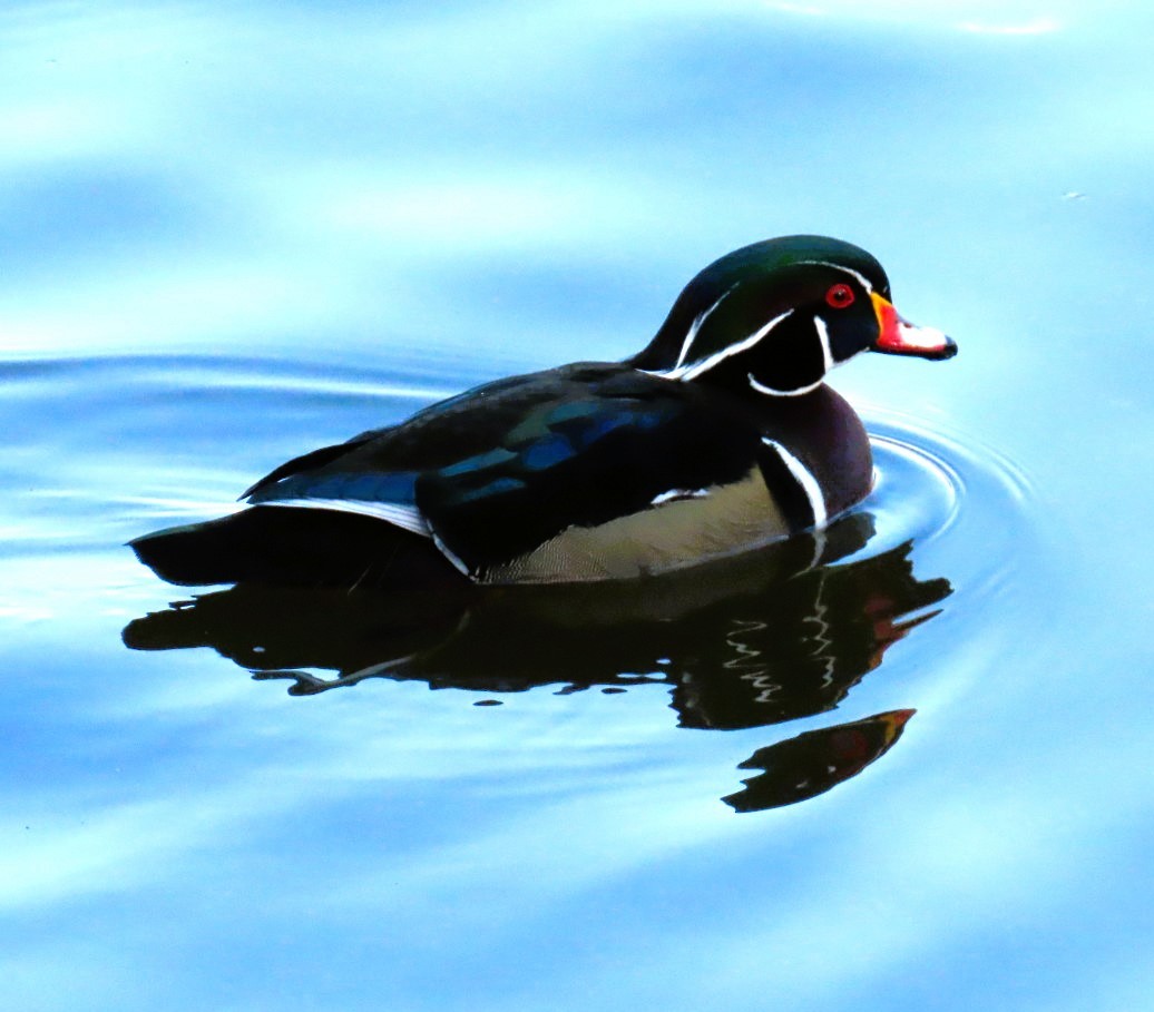 Wood Duck - ML615657225