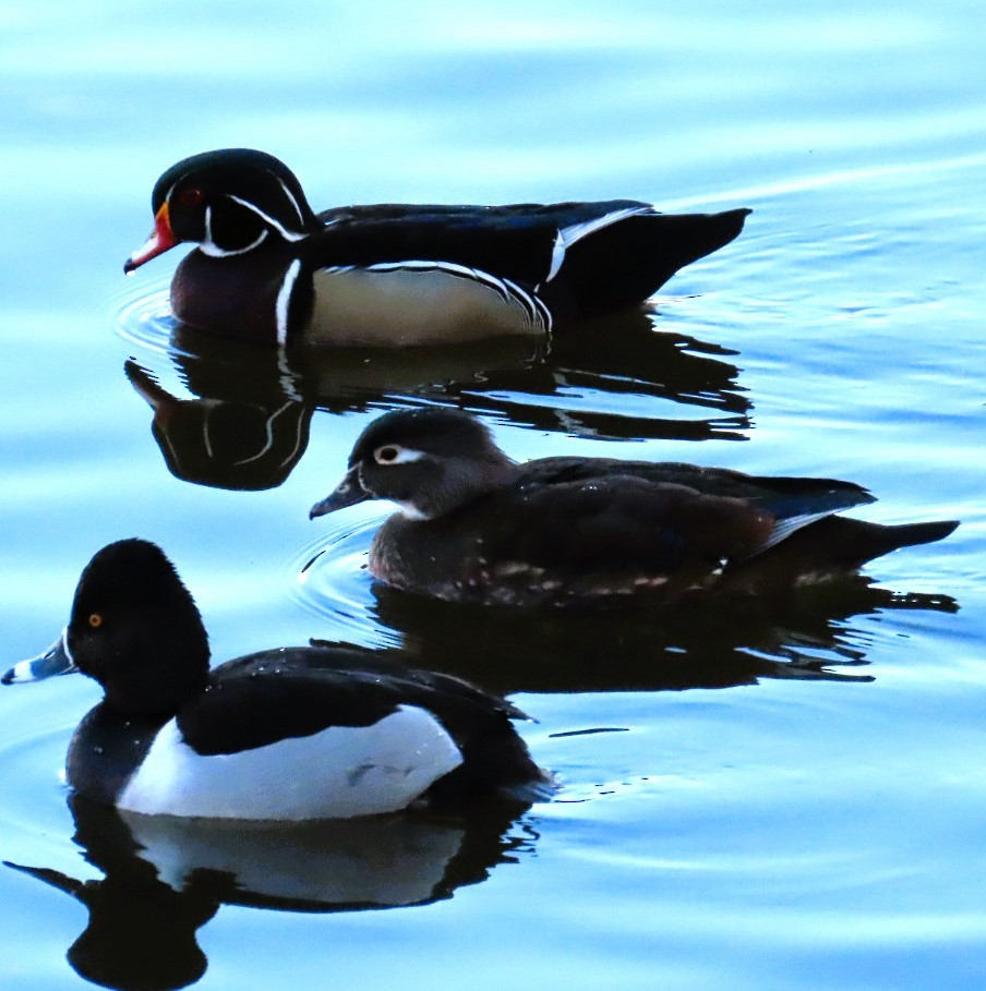 Wood Duck - ML615657226