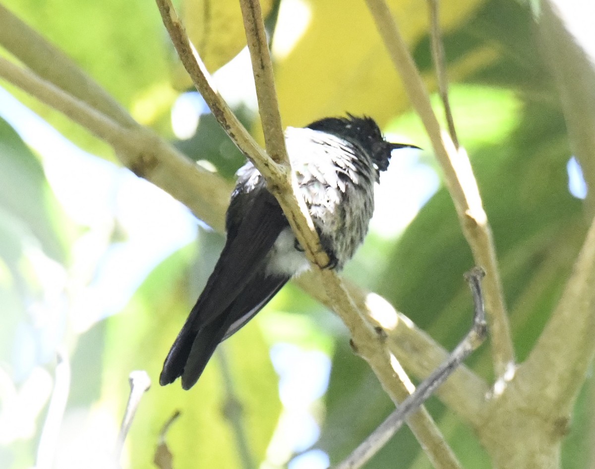 Colibrí Piquicorto Dorsinegro - ML615657227