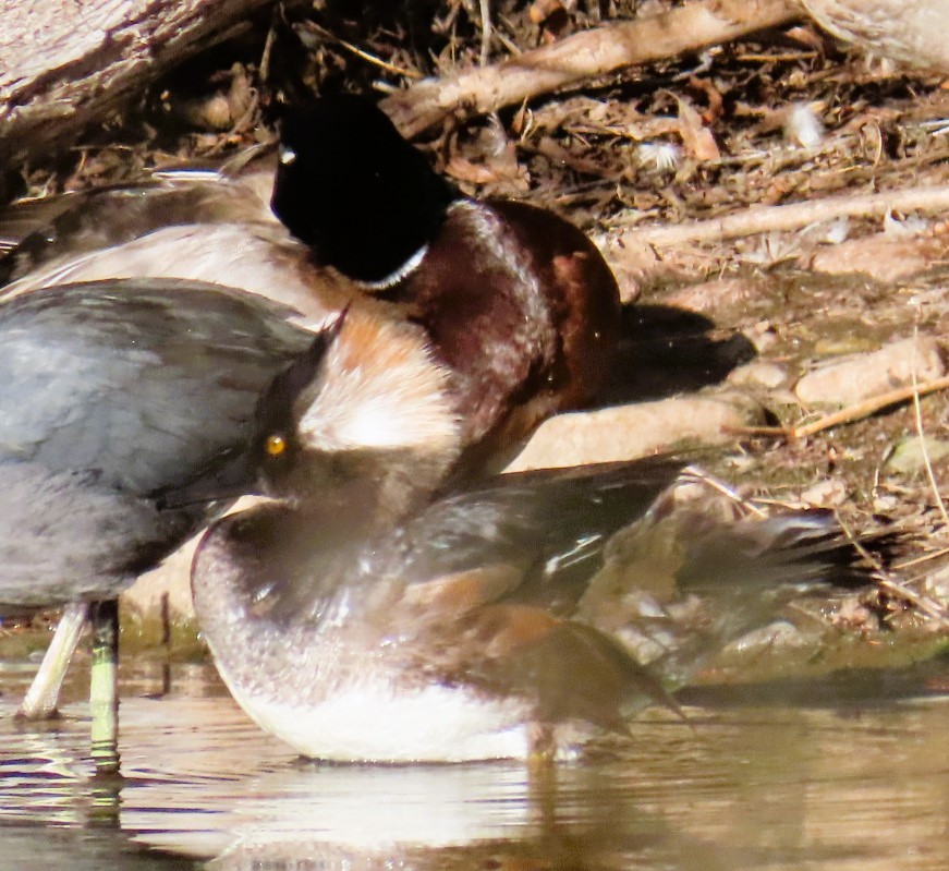 Hooded Merganser - ML615657253