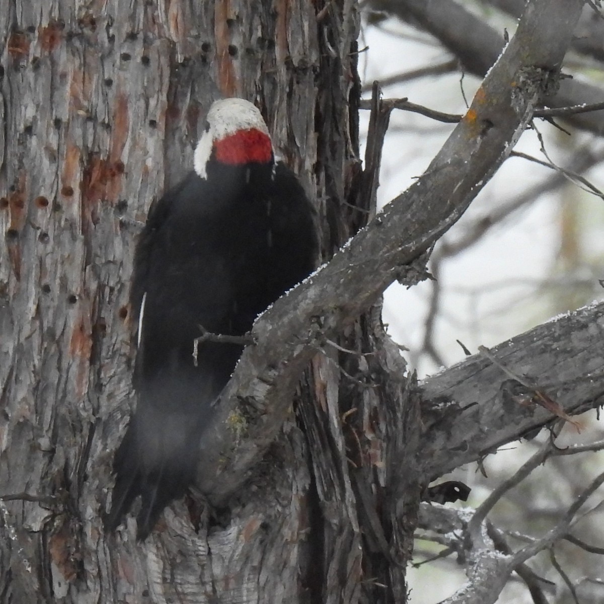 White-headed Woodpecker - ML615657277