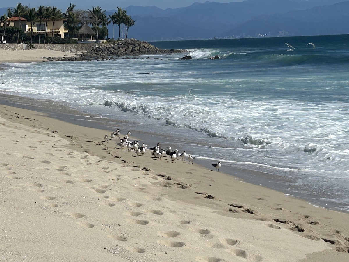 Laughing Gull - ML615657297