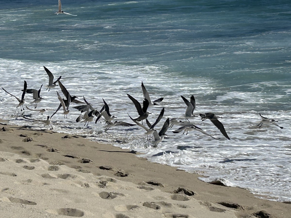 Laughing Gull - ML615657299