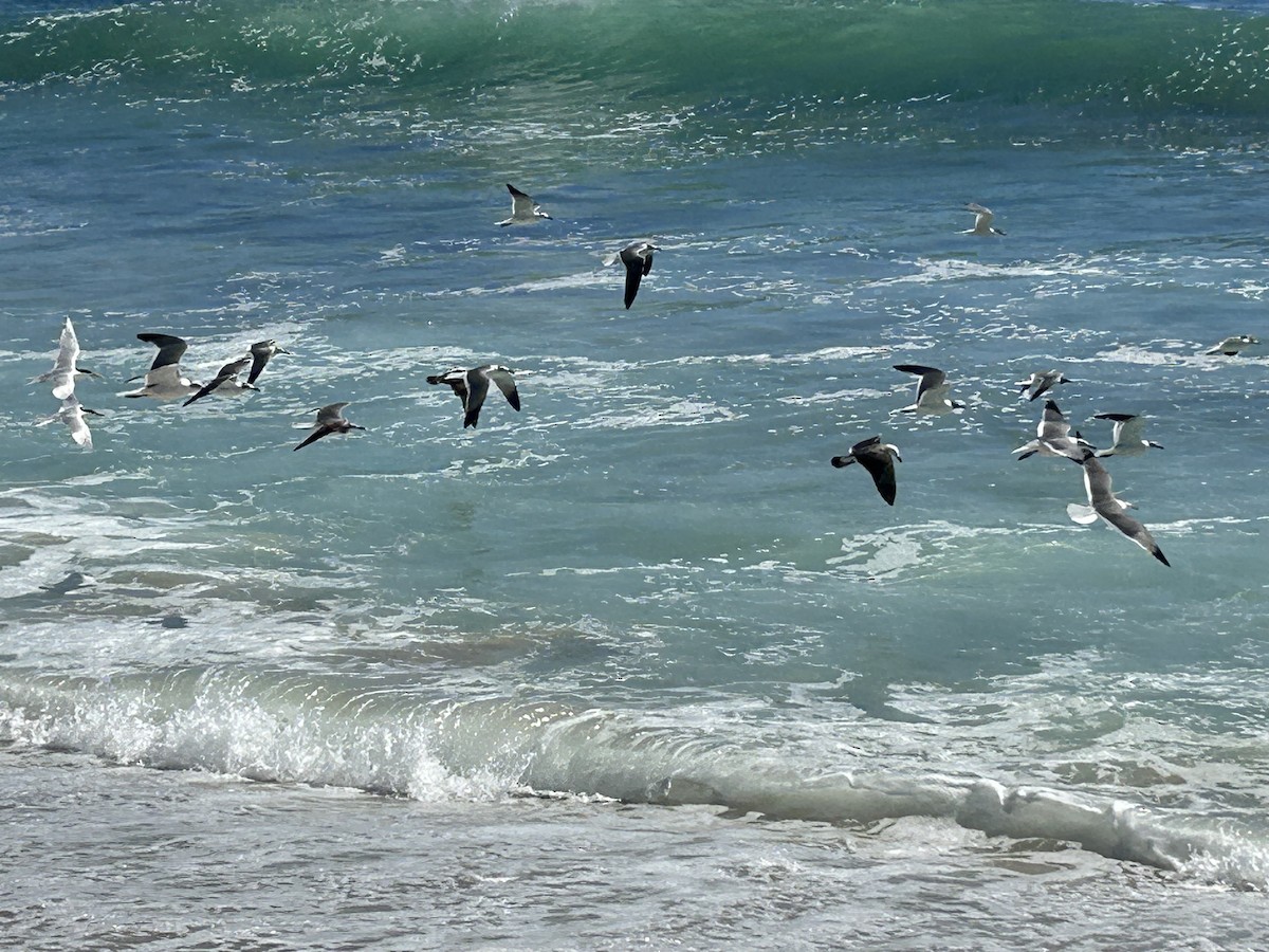 Laughing Gull - ML615657303