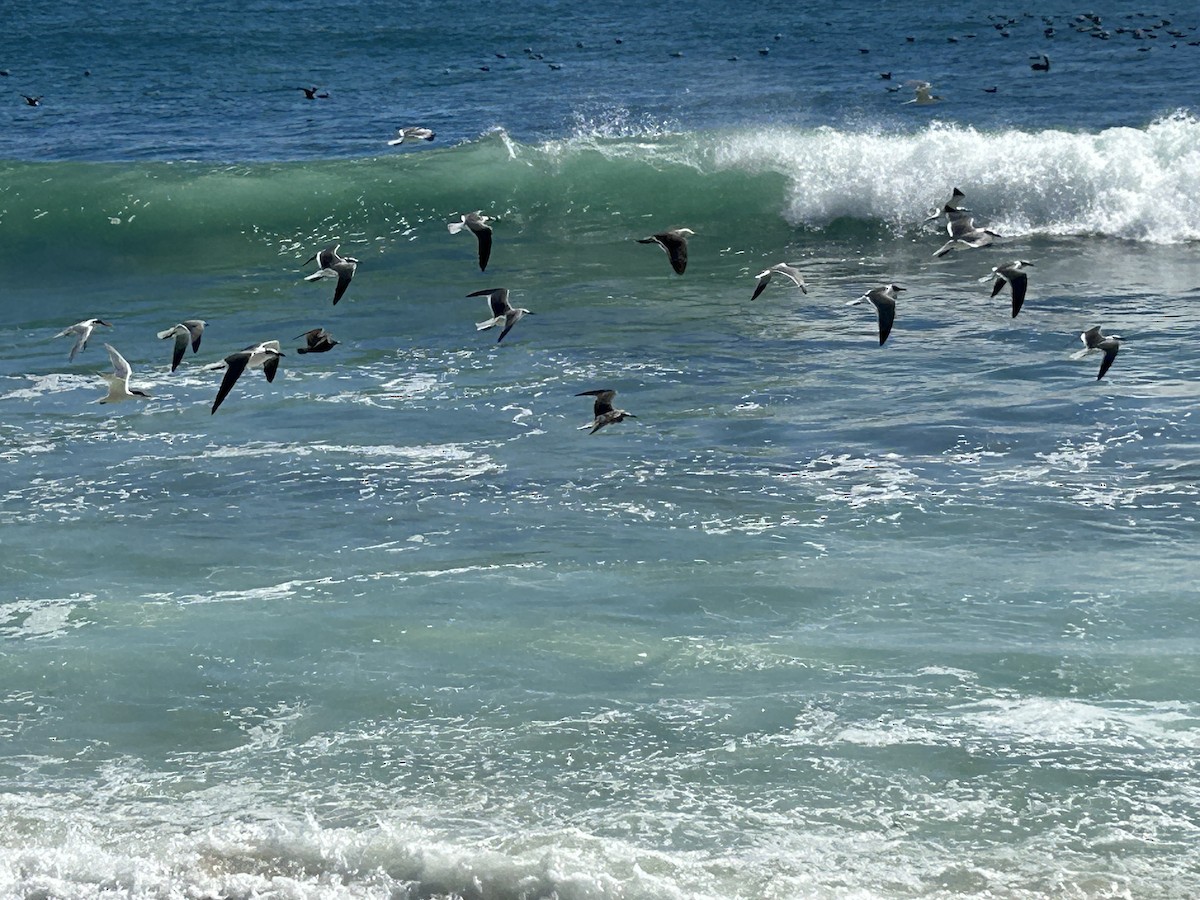 Laughing Gull - ML615657304