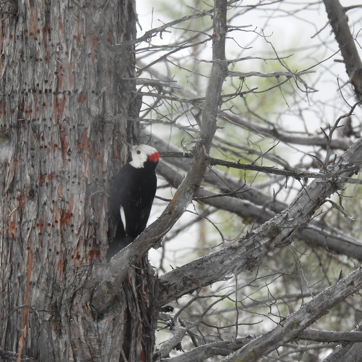 White-headed Woodpecker - ML615657305