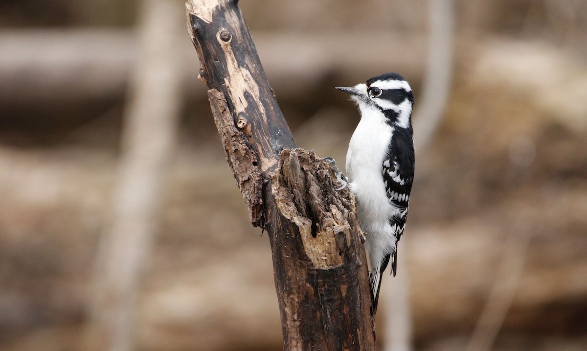 Downy Woodpecker - ML615657325