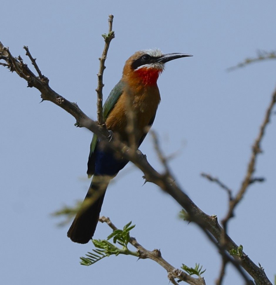 White-fronted Bee-eater - ML615657346