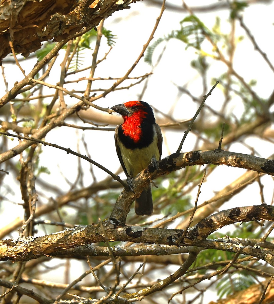 Black-collared Barbet - ML615657362