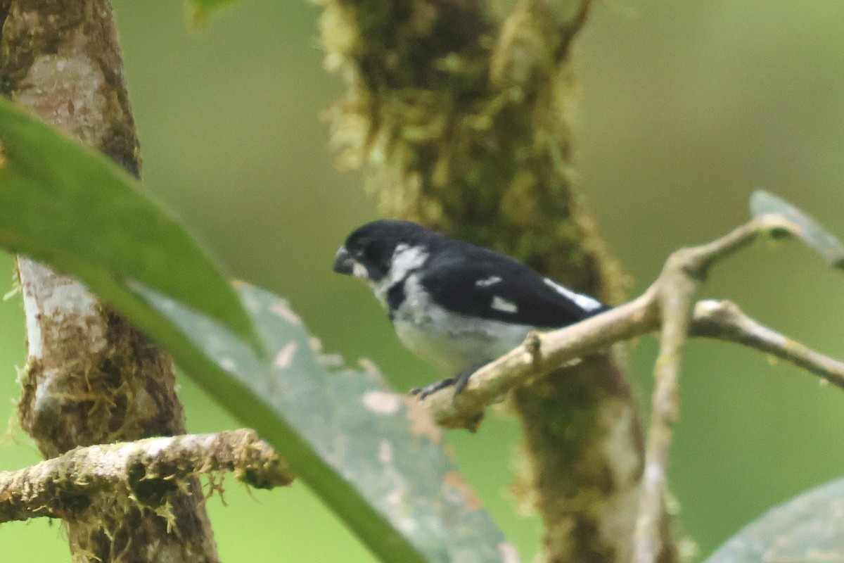 Variable Seedeater - ML615657375