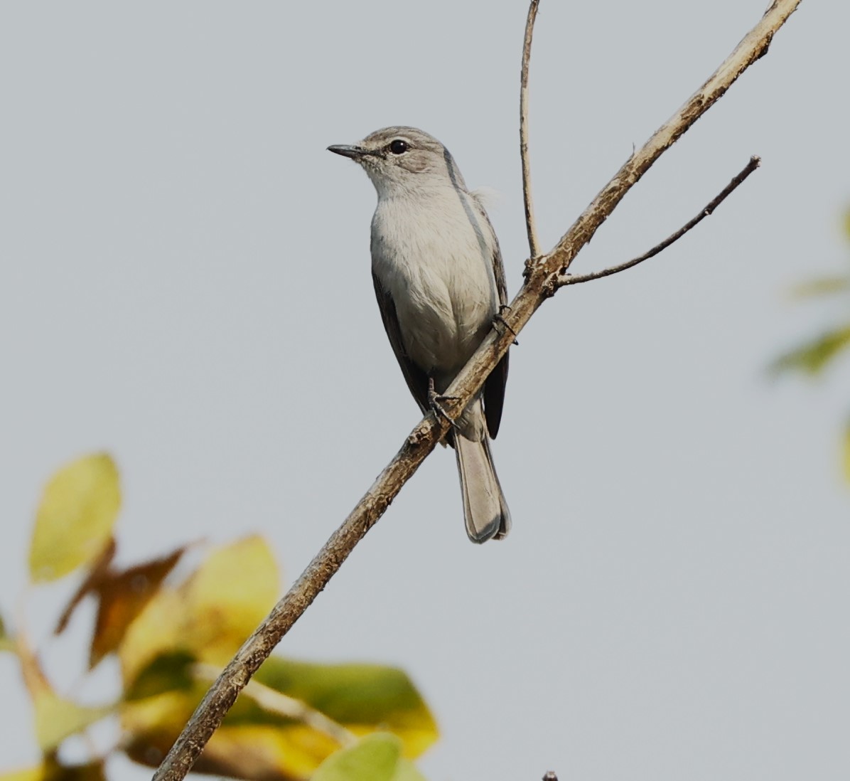 Ashy Flycatcher - ML615657406