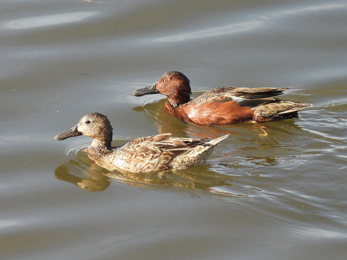 Cinnamon Teal - ML615657423