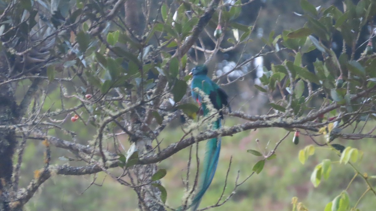 Quetzal (costaricensis) - ML615657430