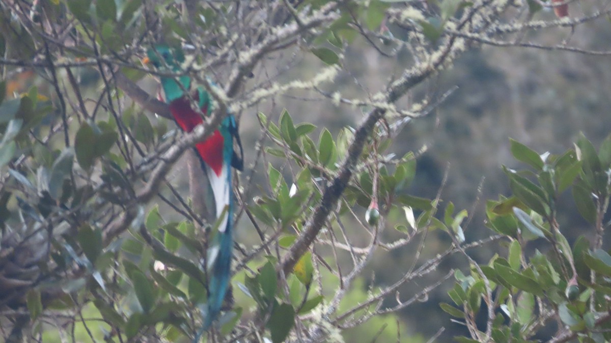 Resplendent Quetzal (Costa Rican) - ML615657431