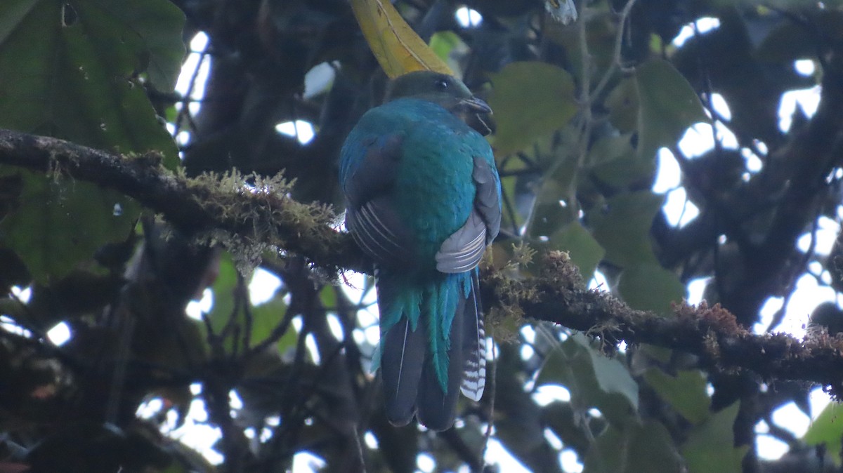 Resplendent Quetzal (Costa Rican) - ML615657432